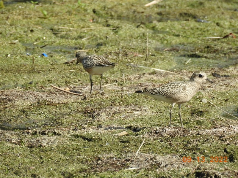 Black-bellied Plover - ML484450391