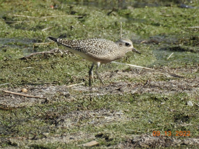 Black-bellied Plover - ML484450461