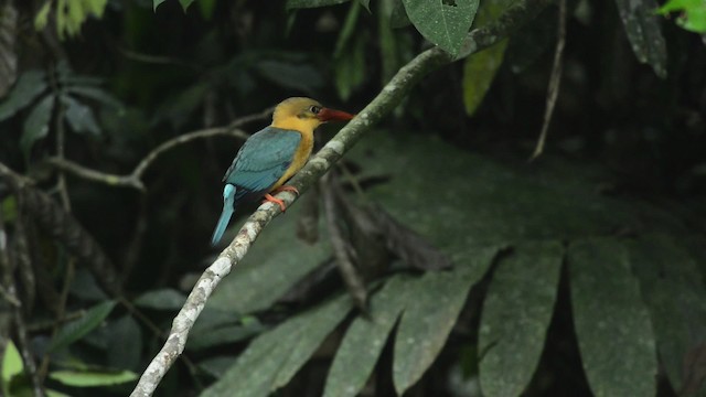 Stork-billed Kingfisher - ML484451
