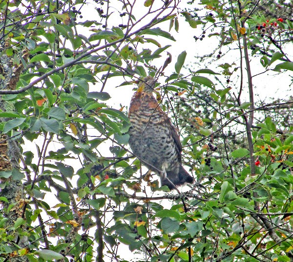 Ruffed Grouse - ML484452391