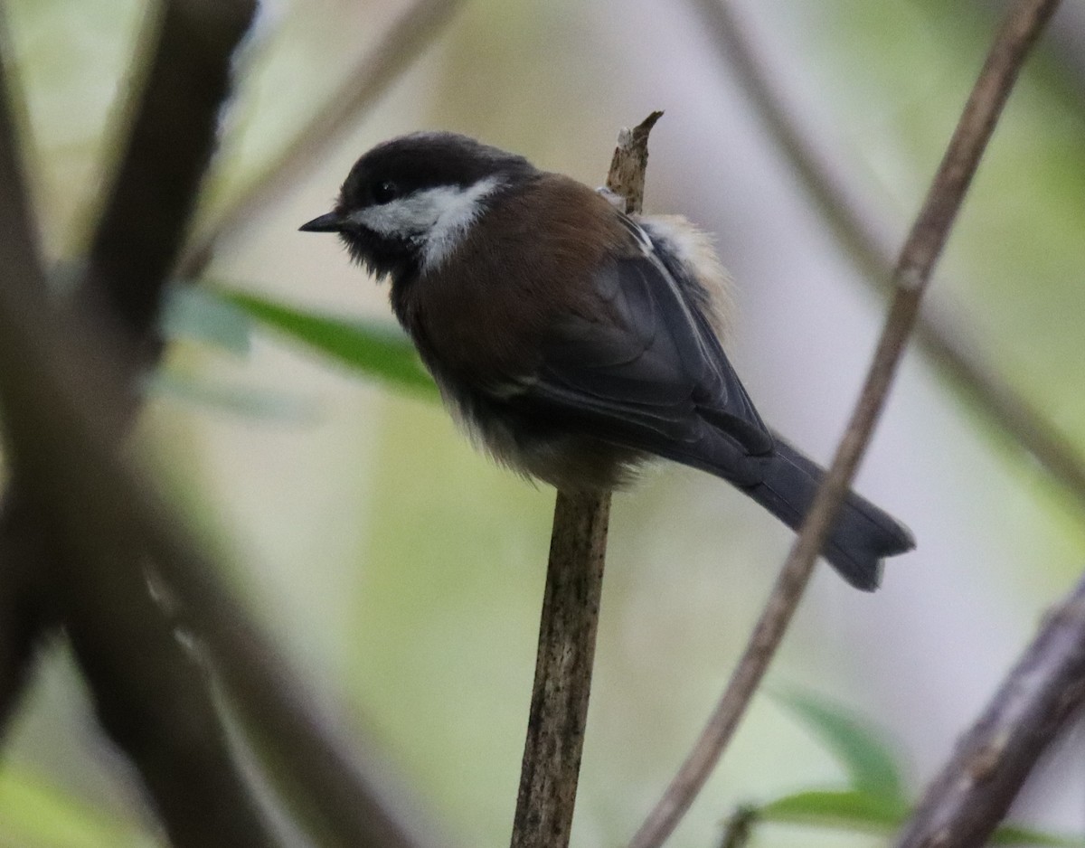 Chestnut-backed Chickadee - Sally Veach