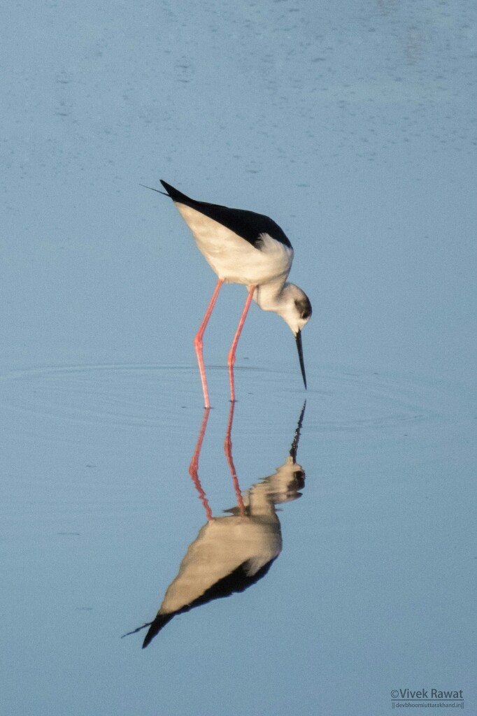 Black-winged Stilt - ML48445311