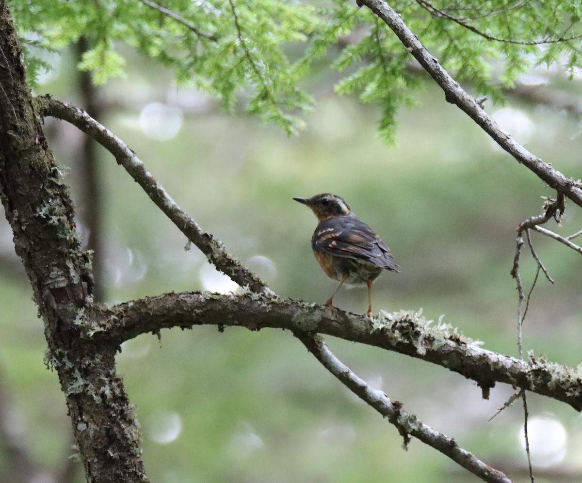 Varied Thrush - Sally Veach