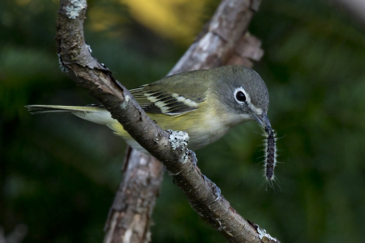 Blue-headed Vireo - ML484455121