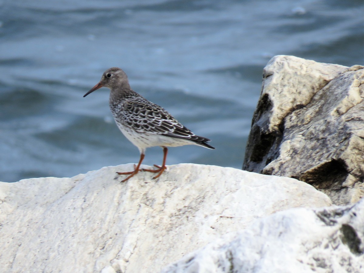 Purple Sandpiper - ML484455751