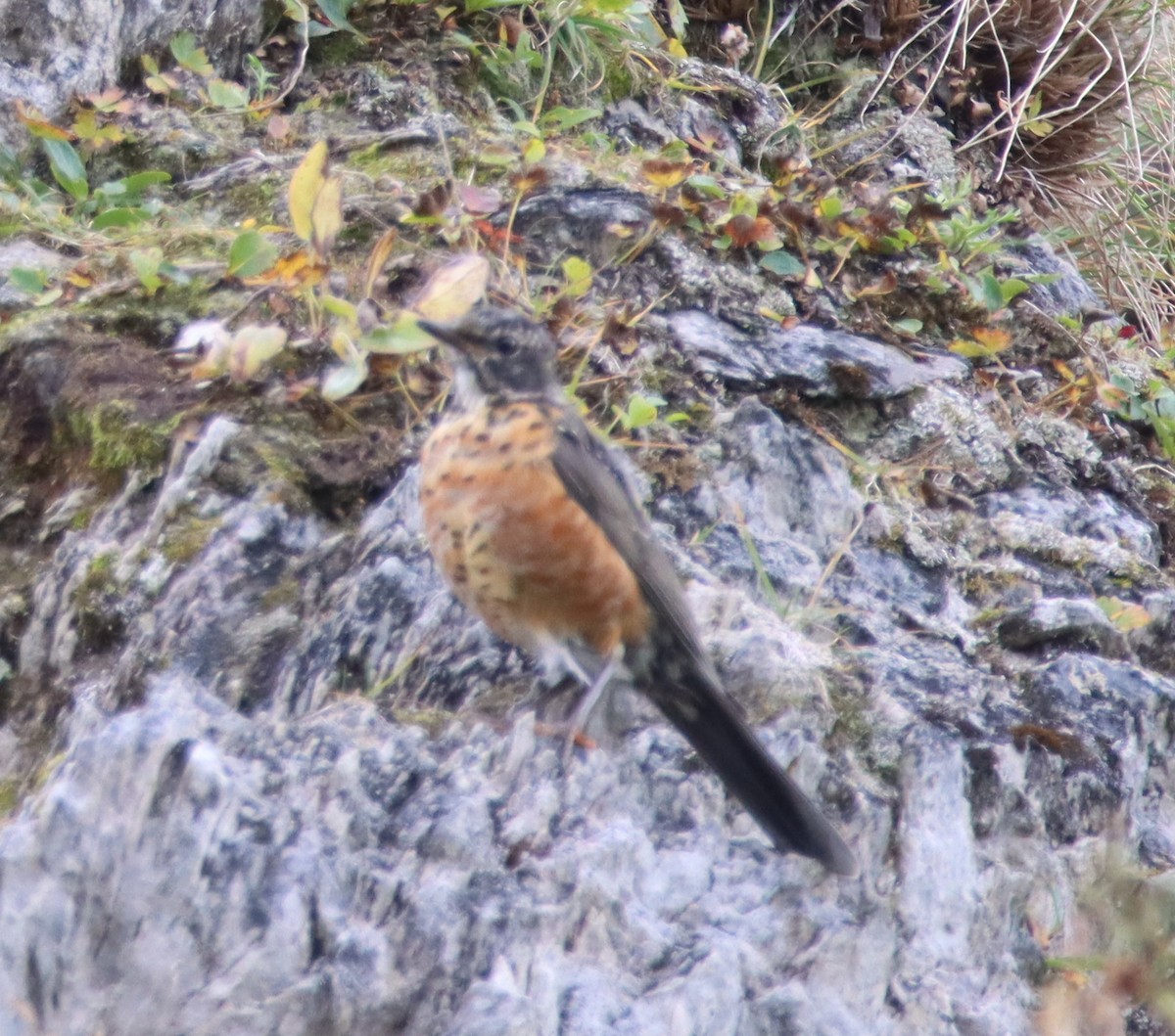 American Robin - ML484456171