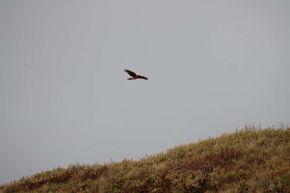 Northern Harrier - ML484456301