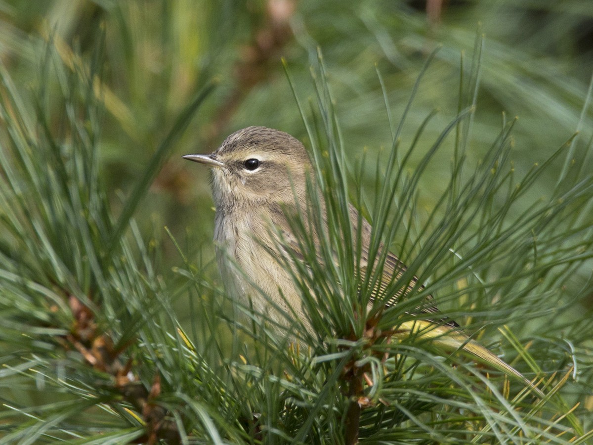 Palm Warbler - ML484456481