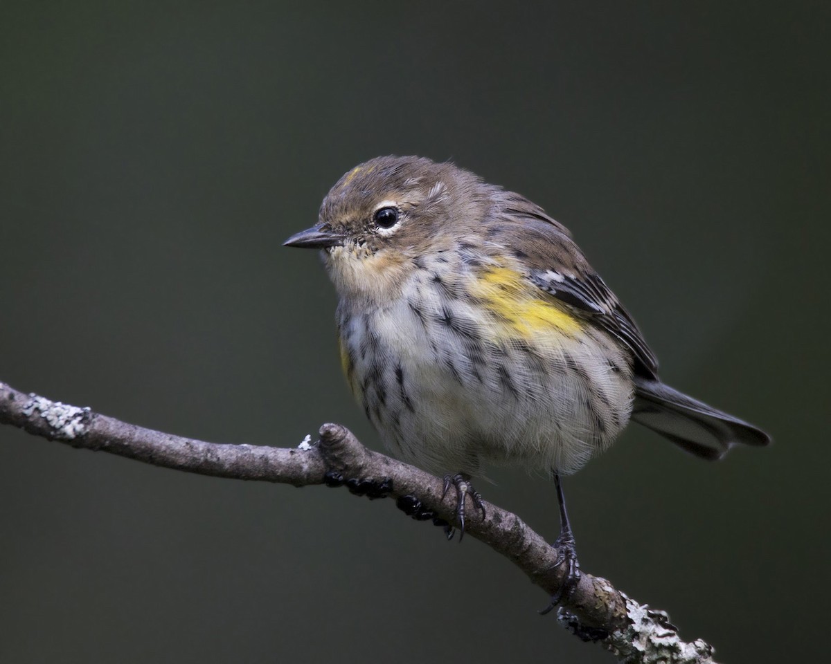 Yellow-rumped Warbler - ML484456611