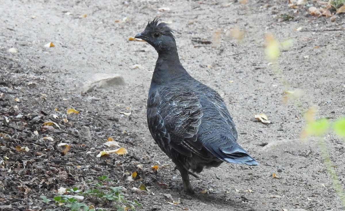 Sooty Grouse - ML484459811