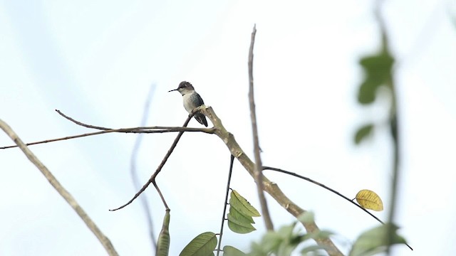 Bee Hummingbird - ML484460