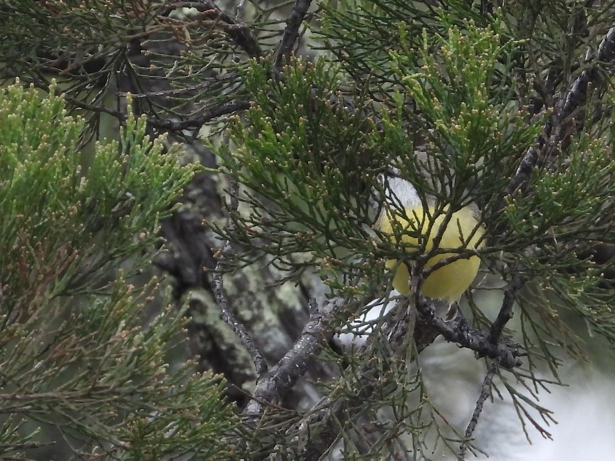 White-throated Gerygone - Cherri and Peter Gordon