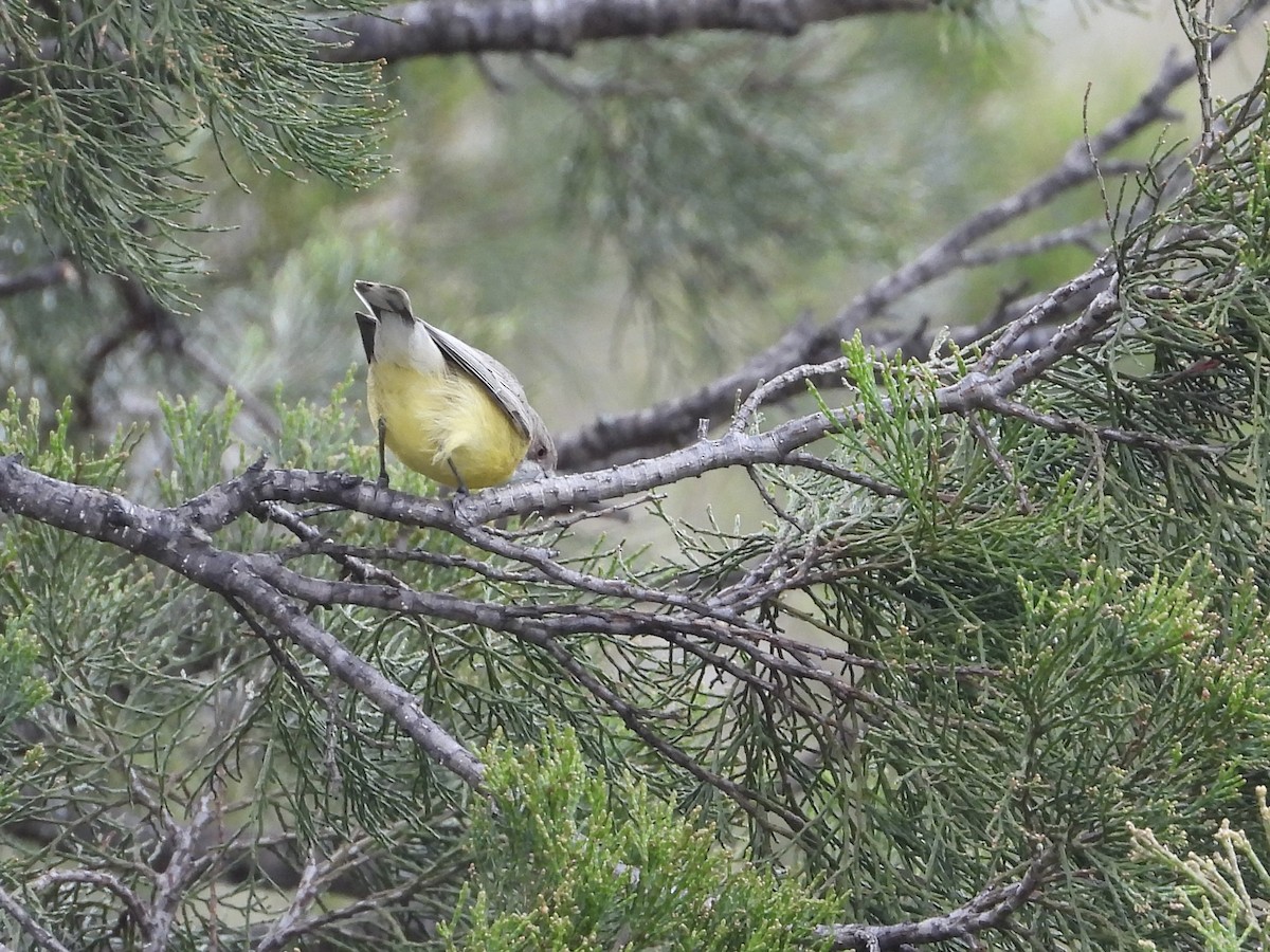 White-throated Gerygone - Cherri and Peter Gordon