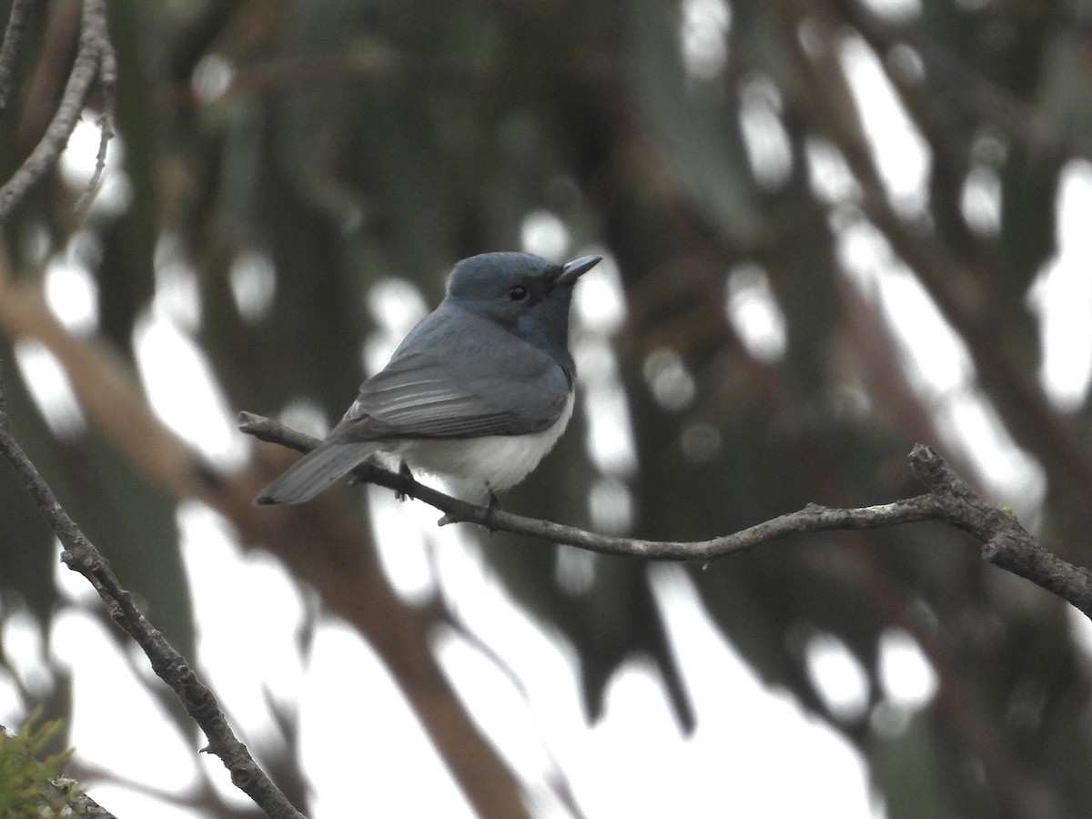 Leaden Flycatcher - Cherri and Peter Gordon