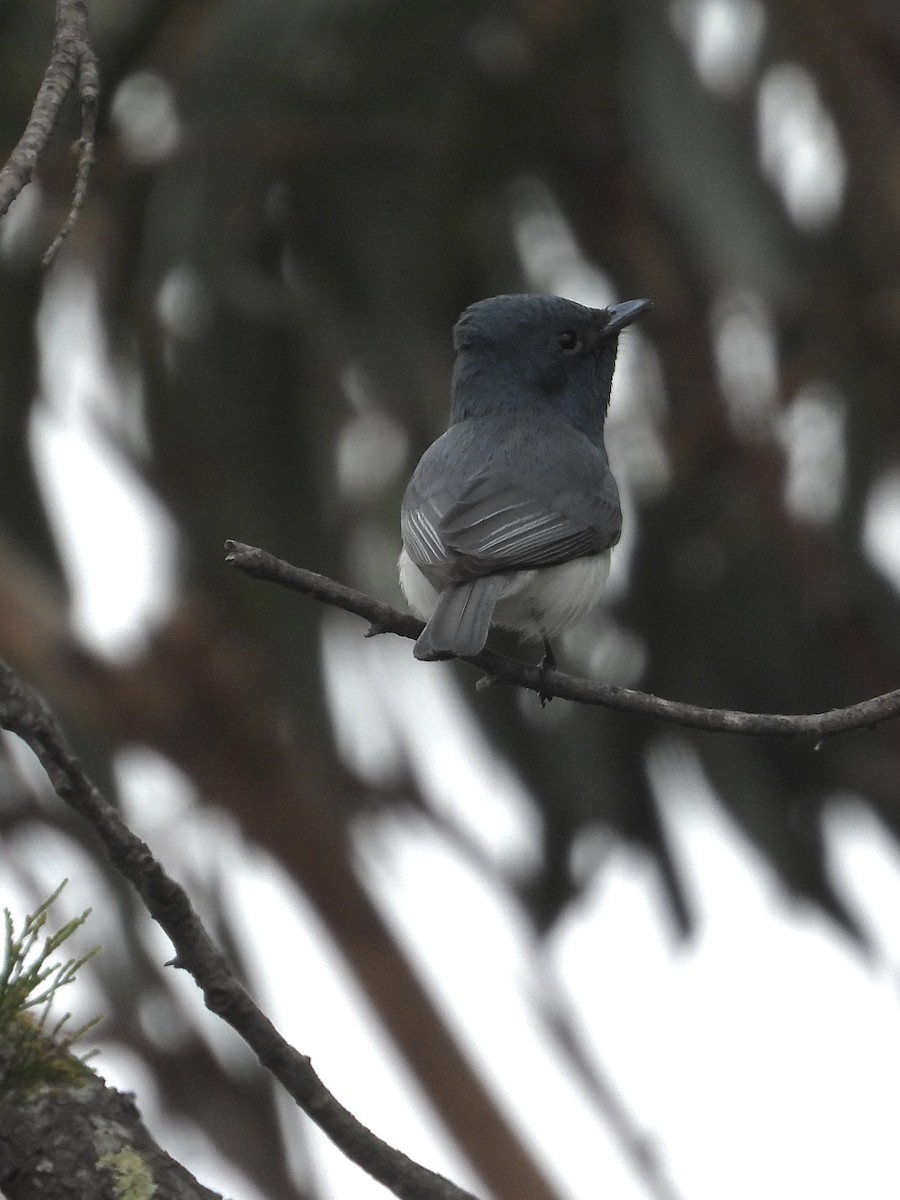 Leaden Flycatcher - Cherri and Peter Gordon