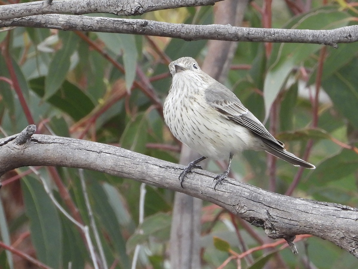 Rufous Whistler - Cherri and Peter Gordon