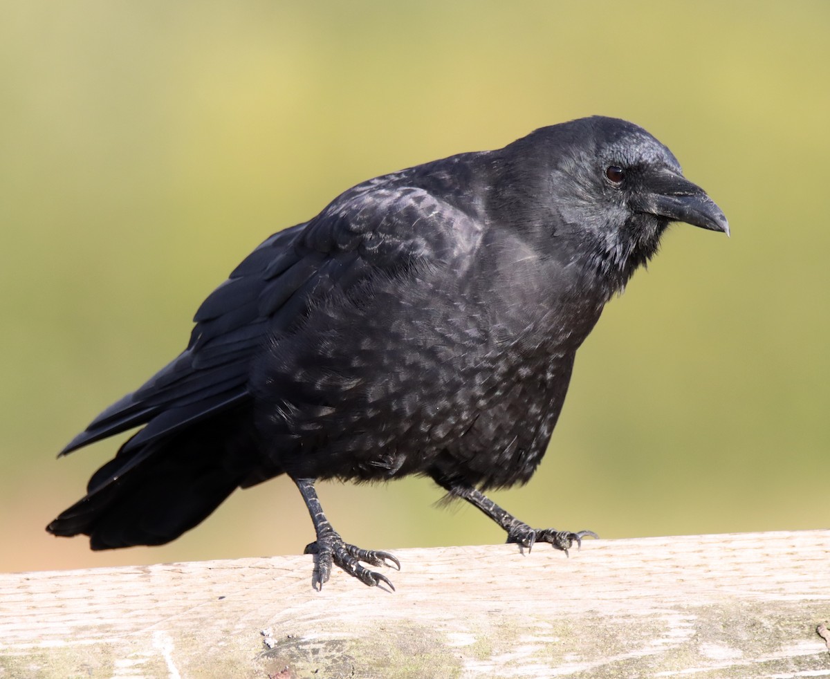 American Crow - Sally Veach