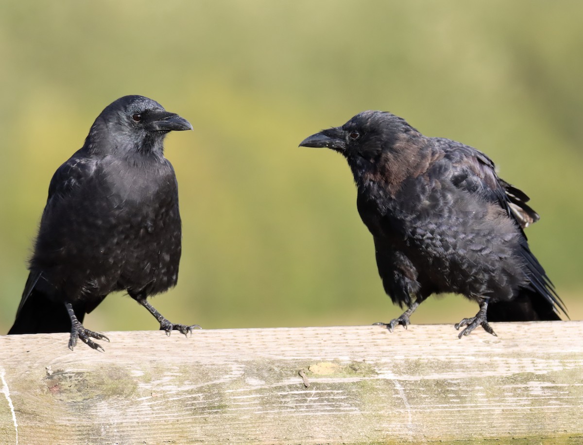 American Crow - ML484460871