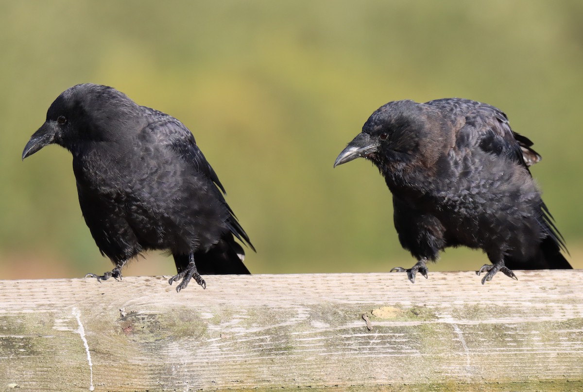 American Crow - ML484460881