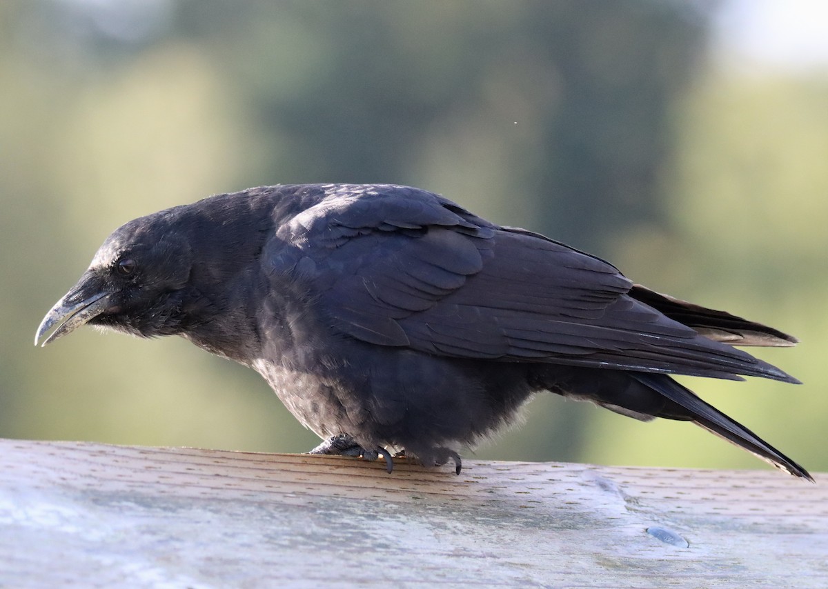 American Crow - ML484460891