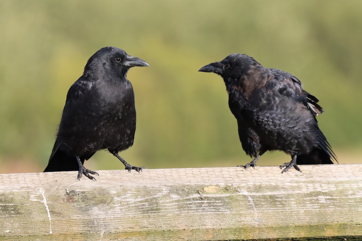 American Crow - ML484460901