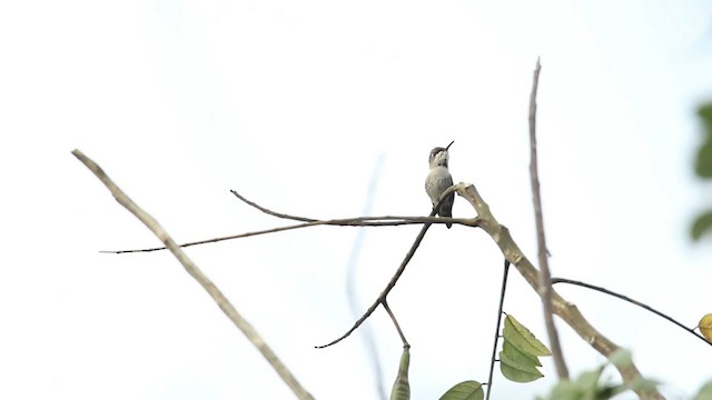 Bee Hummingbird - ML484461
