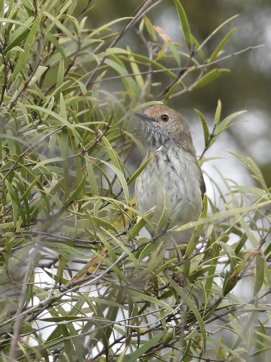 Brown Thornbill - Cherri and Peter Gordon