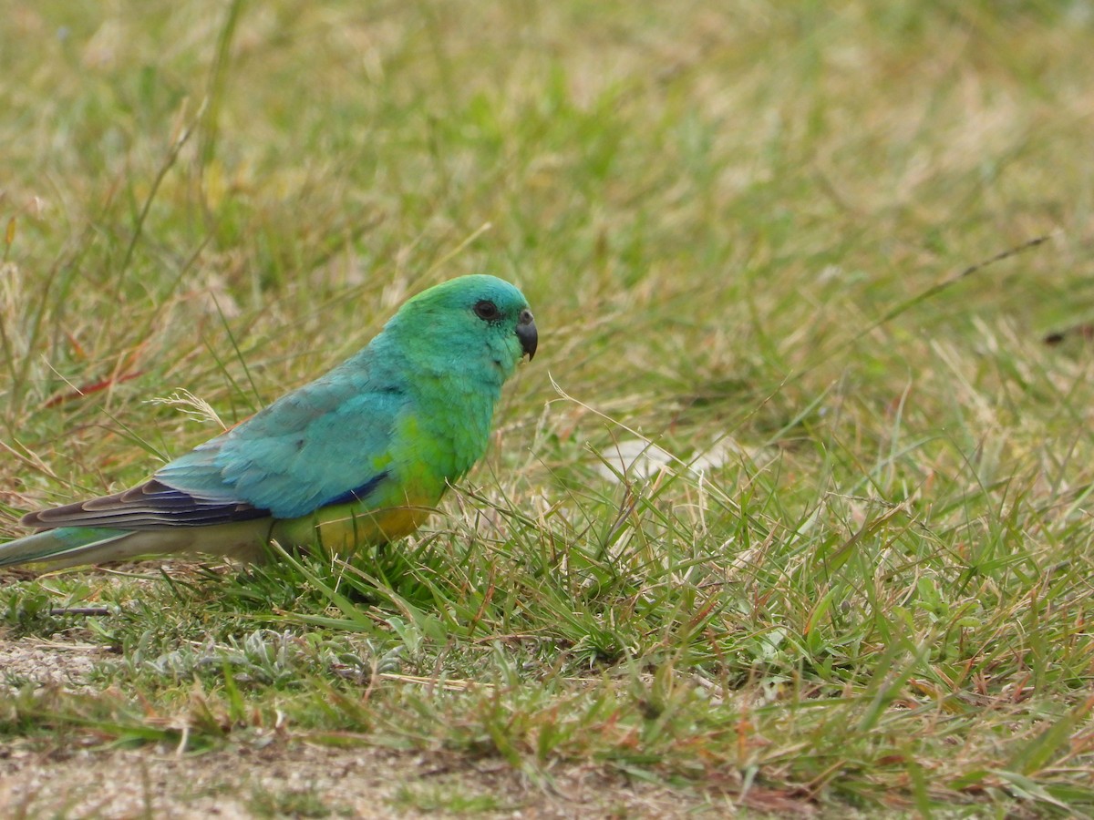 Red-rumped Parrot - Cherri and Peter Gordon