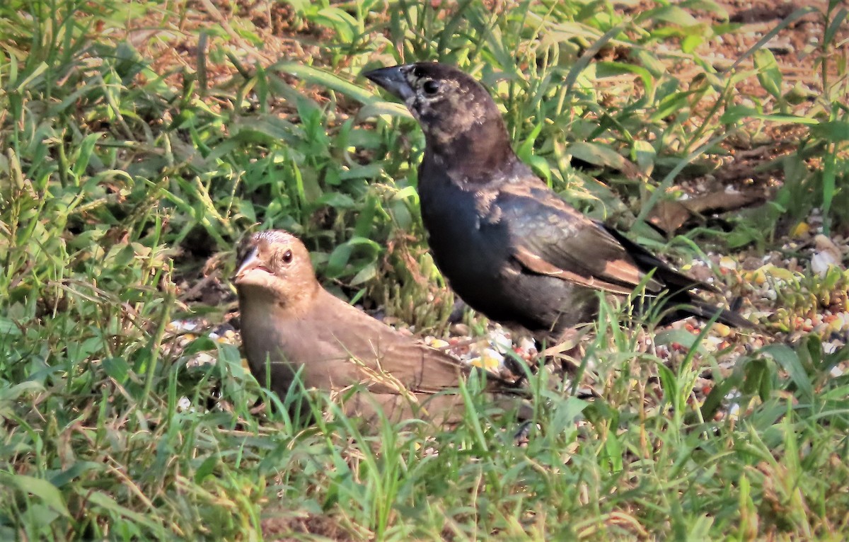 Brown-headed Cowbird - ML484461321
