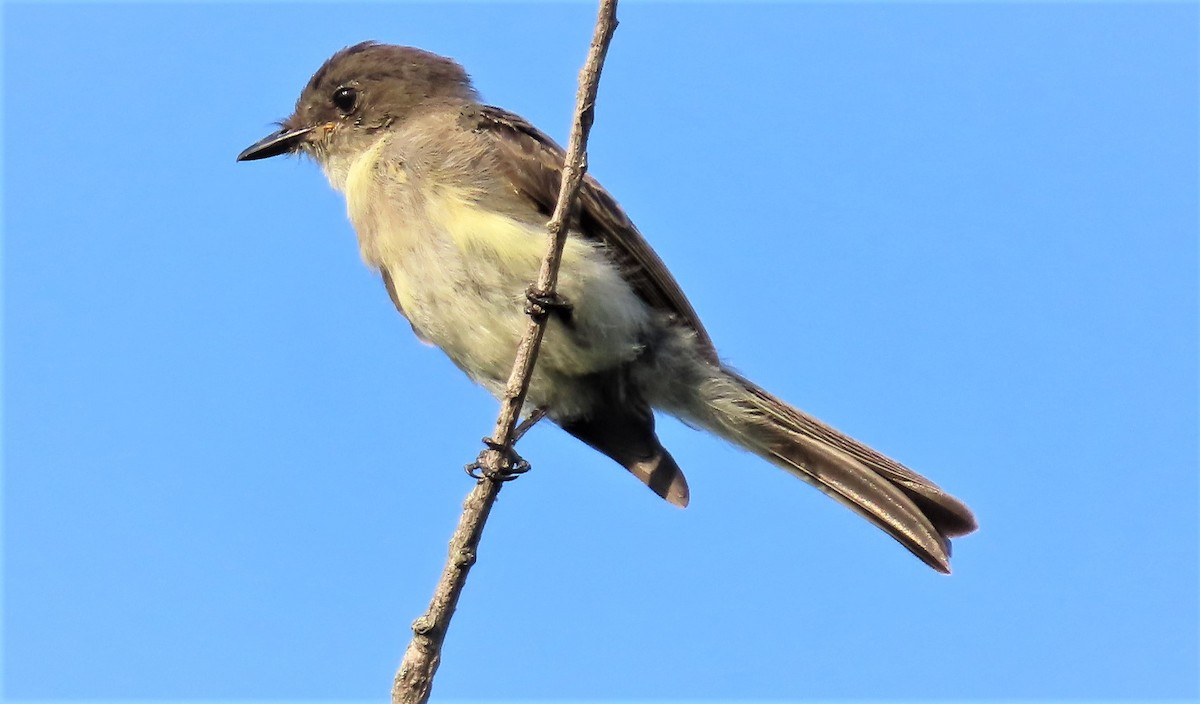 Eastern Phoebe - ML484461581
