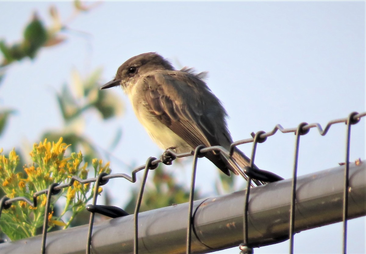 Eastern Phoebe - ML484461591