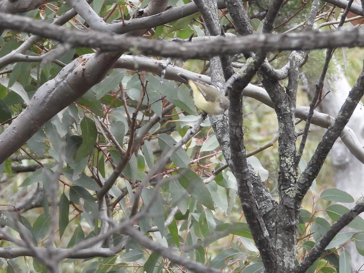 Buff-rumped Thornbill - ML484461711