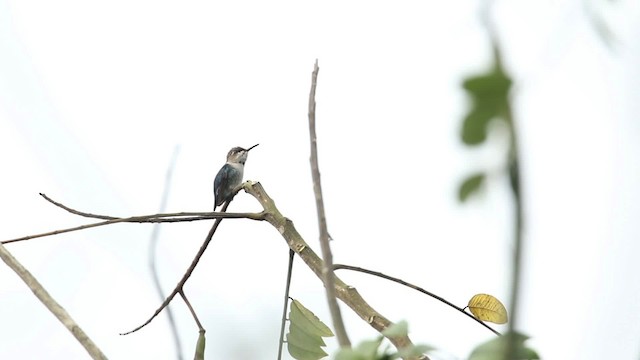 Colibrí Zunzuncito - ML484462