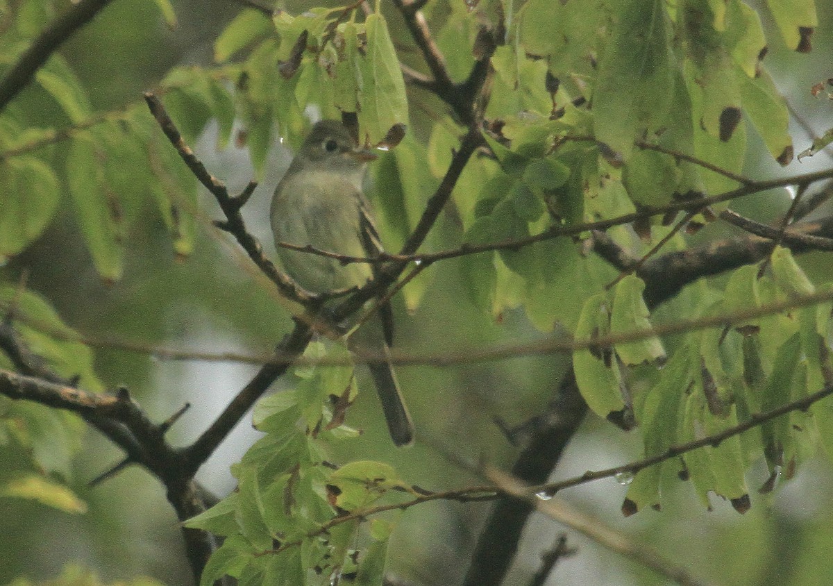 Least Flycatcher - ML484462121