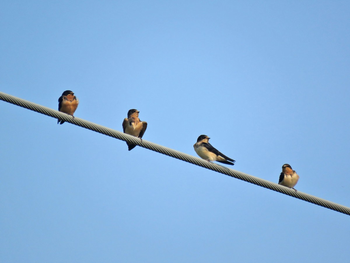 Barn Swallow - ML484462261