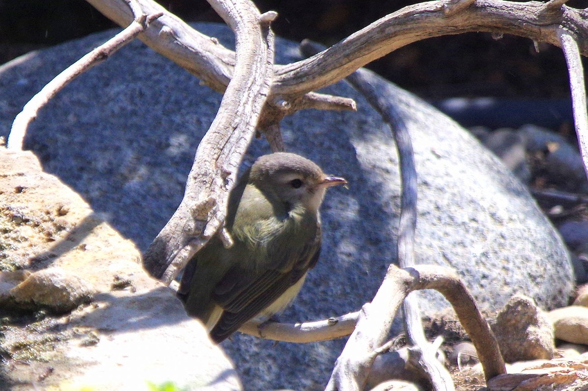 Western Warbling Vireo - ML484462981