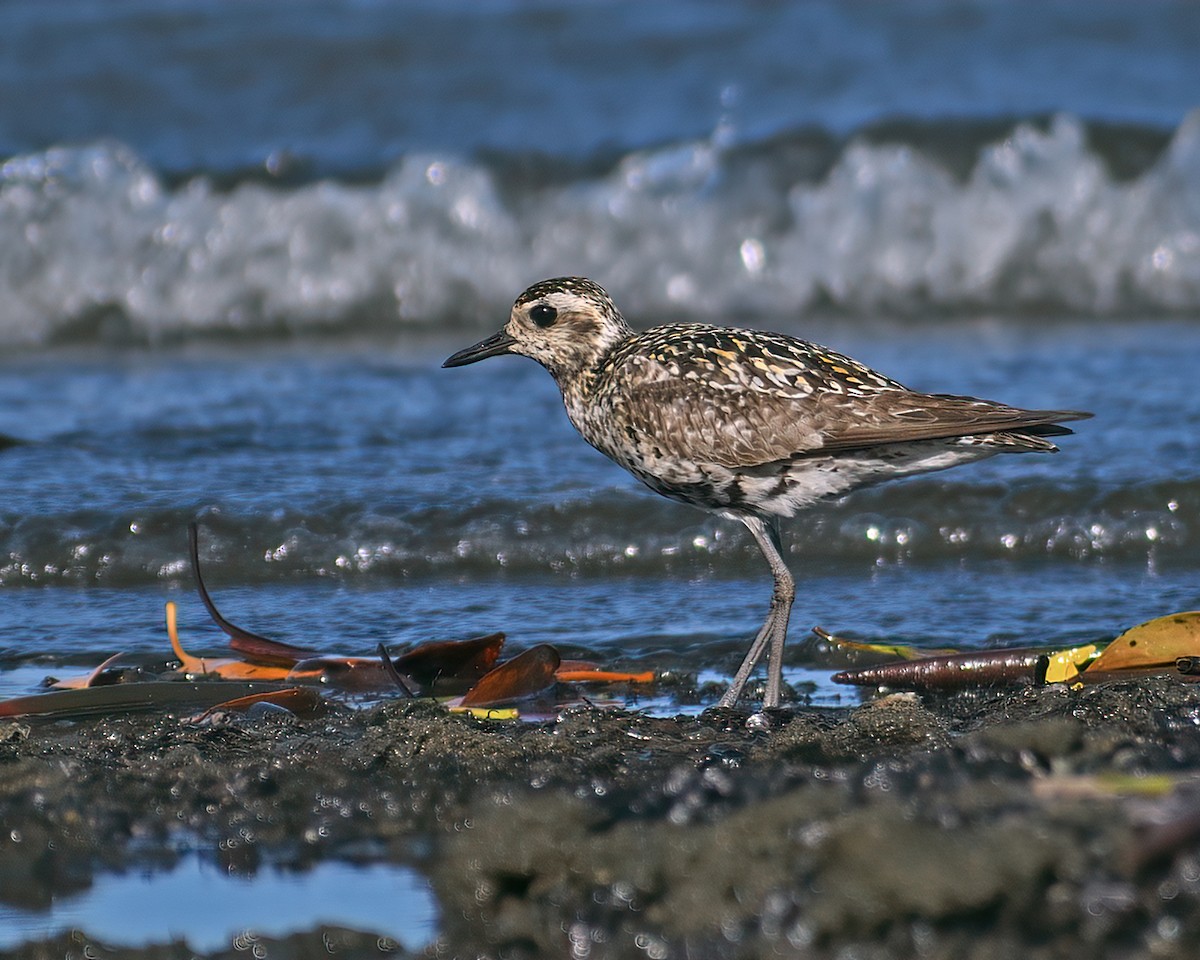 Pacific Golden-Plover - ML484463251