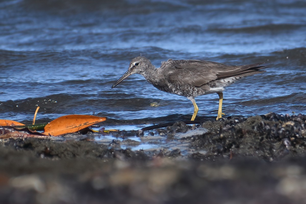 Wandering Tattler - ML484463431