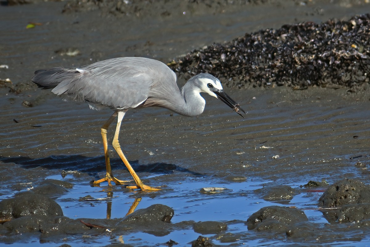 White-faced Heron - ML484463491