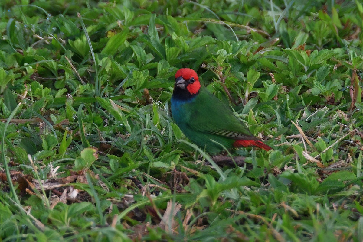 Fiji Parrotfinch - ML484464251