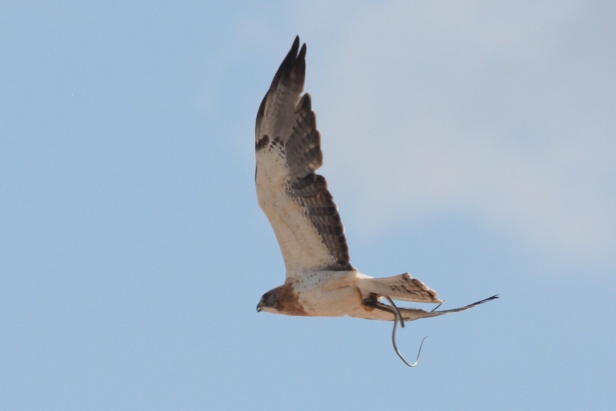 Swainson's Hawk - ML484464831