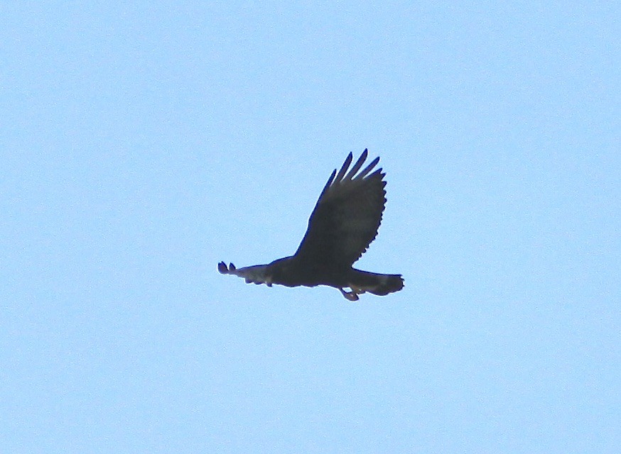 Rußbussard - ML484464951