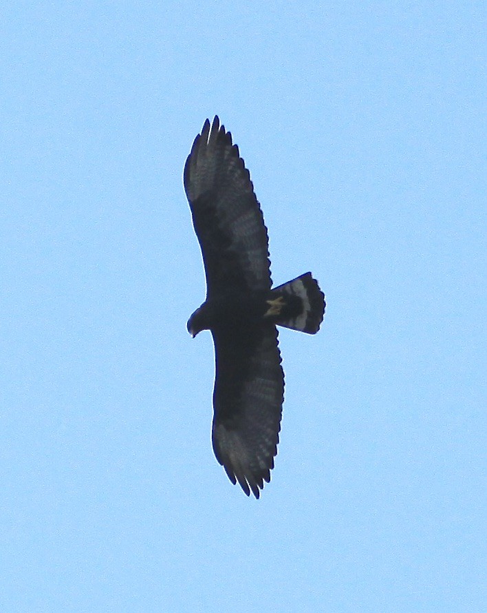 Zone-tailed Hawk - ML484465001