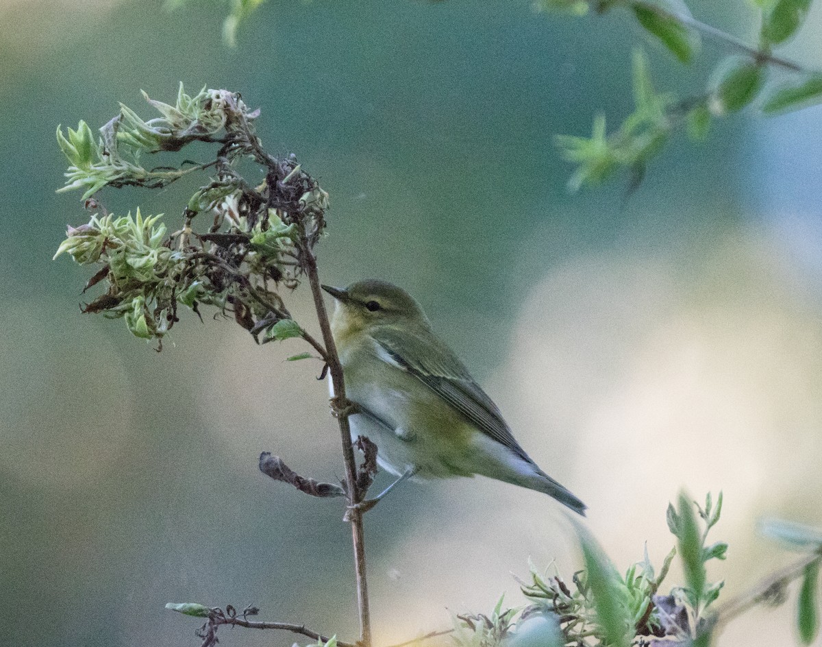 Tennessee Warbler - ML484465801