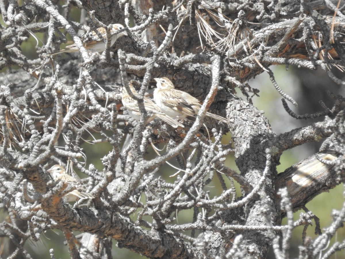 Lark Sparrow - ML484465991