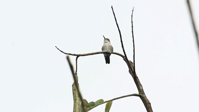 Bee Hummingbird - ML484466