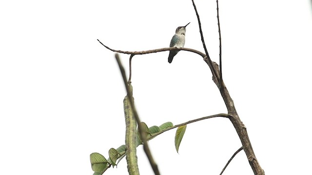 Bee Hummingbird - ML484467