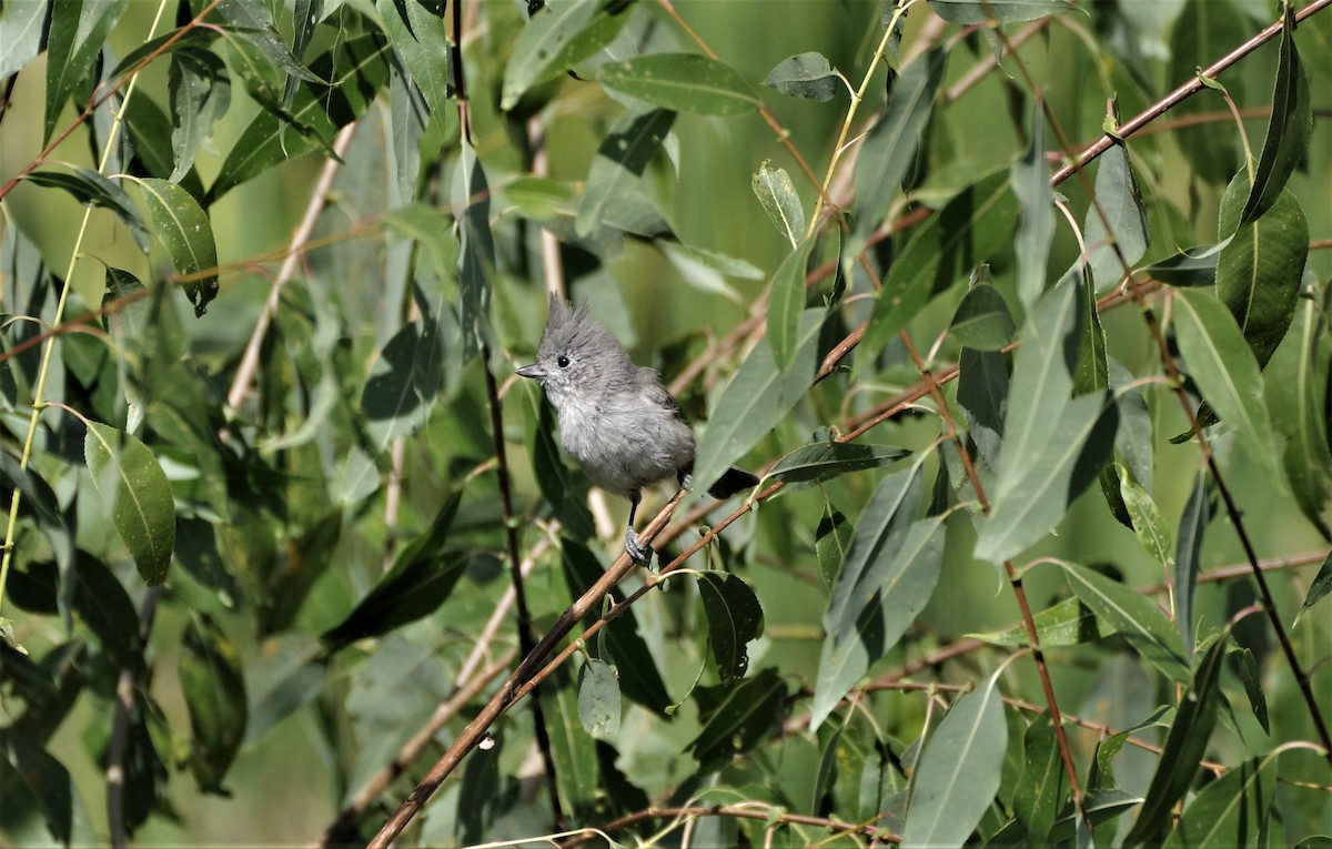 Juniper Titmouse - ML484467081