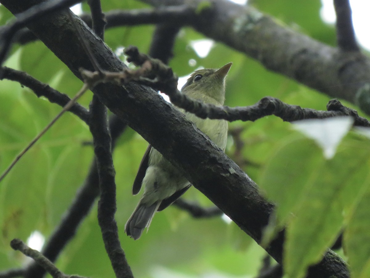 Mosquero sp. (Empidonax sp.) - ML484467101