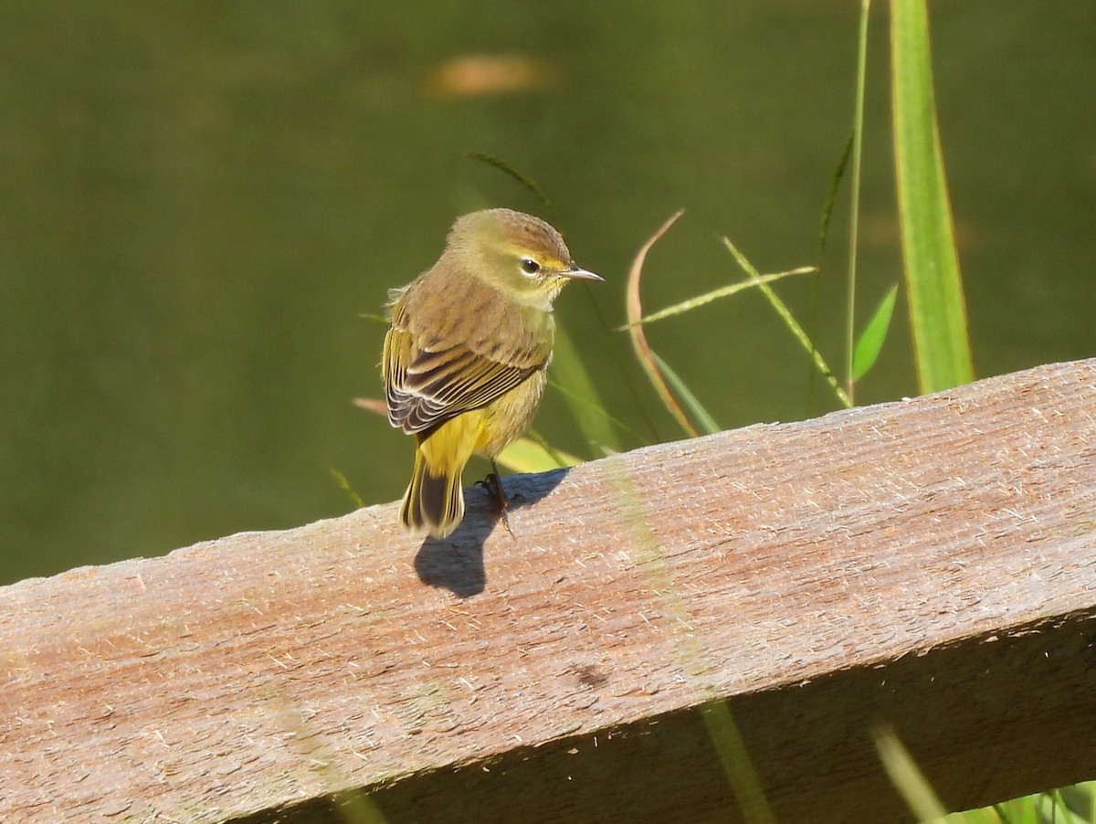 Palm Warbler - ML484468471